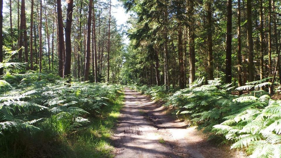 FeWo Sonnenblume Achtern Diek in Ostseeheilbad Zingst Exterior foto